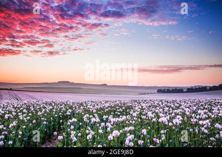 Domaine des coquelicots blancs cultivés près de Rockley dans le Wiltshire. Banque D'Images