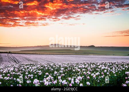 Domaine des coquelicots blancs cultivés près de Rockley dans le Wiltshire. Banque D'Images