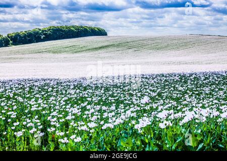 Un champ de coquelicots blancs cultivés sur les Marlborough Downs dans le Wiltshire. Banque D'Images