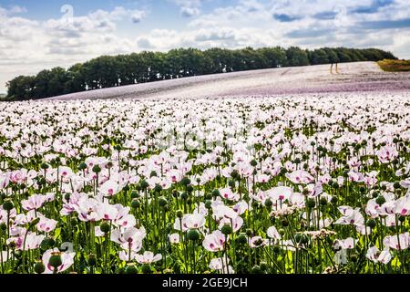 Un champ de coquelicots blancs cultivés sur les Marlborough Downs dans le Wiltshire. Banque D'Images