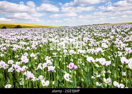 Un champ de coquelicots blancs cultivés sur les Marlborough Downs dans le Wiltshire. Banque D'Images