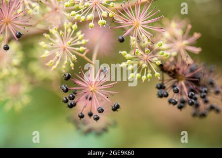 Fleurs et baies de spikenard, Aralia cordata Banque D'Images