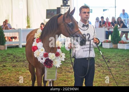 'Pride of Poland 2021' - festival annuel de chevaux arabes de classe mondiale. Comme une tradition de longue date, le festival a été la vente aux enchères de chevaux arabes de sang pur de la ferme de clous à Janow Podlaski, qui possède certains des plus beaux et coûteux pur chevaux arabes élevés sur le monde. Banque D'Images