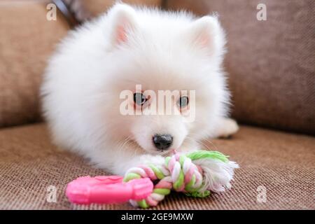 Un chiot moelleux allongé sur le canapé avec son jouet en caoutchouc. Banque D'Images