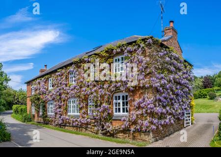 Une ancienne maison de village couverte à Wisteria. Banque D'Images