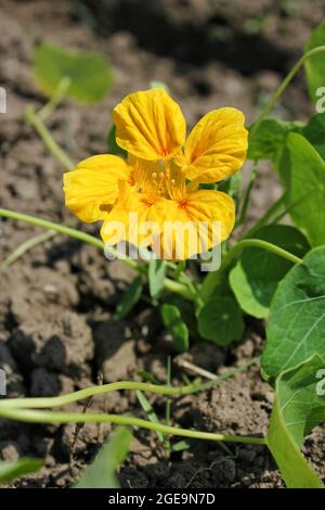 Des marigolds jaune vif qui poussent dans le jardin en plein soleil par une belle journée d'été. Banque D'Images