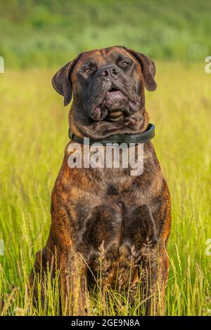 Un chien de Boelboel assis dans une herbe longue. Banque D'Images