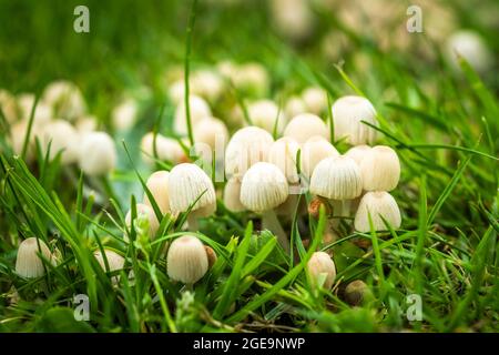 Petits champignons poussant dans l'herbe dans les bois. Banque D'Images