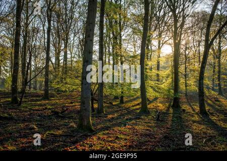 Tôt le matin, lumière du soleil à travers les arbres de printemps. Banque D'Images