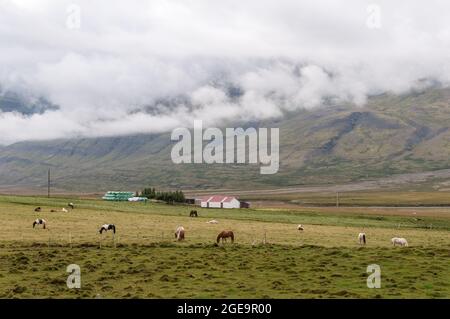 Troupeau de chevaux paître dans un pré Banque D'Images