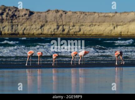 Les flamants se rassemblent dans la lagune de Pampas, province de la Pampa, Patagonie, Argentine. Banque D'Images