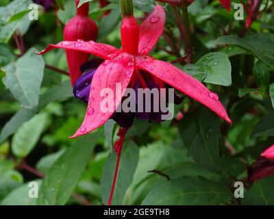 macro d'un rose éclatant avec fuchsia violet foncé, avec des gouttes de pluie sur les feuilles, accrochées à la plante Banque D'Images