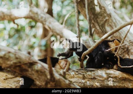 Groupe de singes capucins panaméens sauvages à face blanche jouant et se reposant sur de grandes branches d'arbres anciens dans des jungles du Costa Rica Banque D'Images