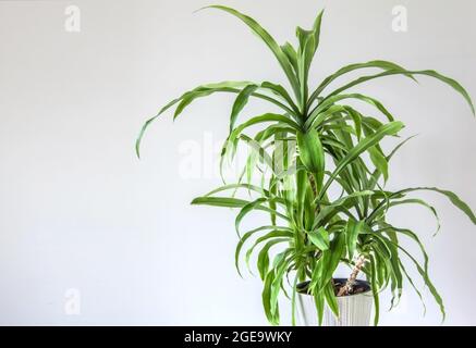 Yucca plante dans un pot blanc sur fond gris clair. L'intérieur de la chambre est de style scandinave. Un mur vide et un lieu à copier Banque D'Images