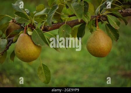 Deux poires mûres accrochées à l'arbre. Banque D'Images
