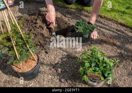 Jardinier plantant l'usine d'achillea à la frontière au printemps. Banque D'Images