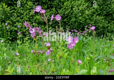 Gros plan des fleurs sauvages rouges de campion qui poussent au printemps. Banque D'Images