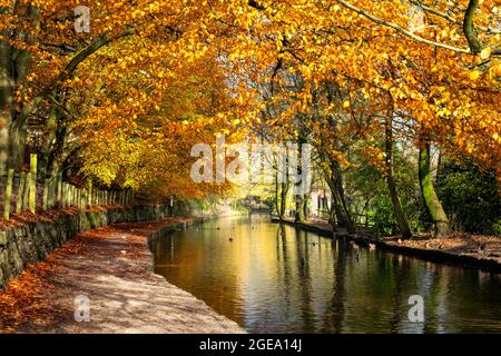 Des arbres dorés en automne bordant les rives du canal étroit de Huddersfield. Banque D'Images