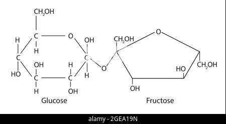 Structure chimique du sucrose, Anatomie du sucrose , structure moléculaire du sucrose , Formule chimique du sucrose, sucrose Basic configurer Illustration de Vecteur