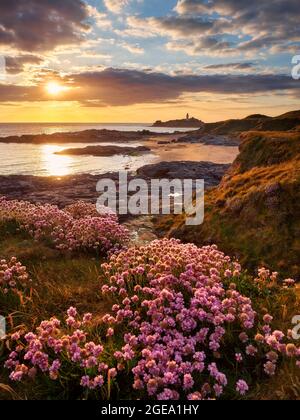 Falaises couvertes de rose marin donnant sur la mer au coucher du soleil. Banque D'Images