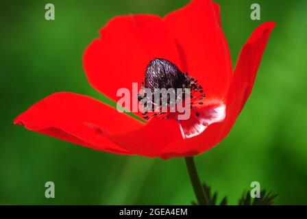 Anemone coronaria , de belles fleurs sauvages de printemps rouges fleurissent au printemps Banque D'Images