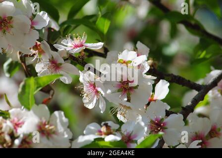 Grappe de fleurs d'amande en pleine floraison. Israël Banque D'Images