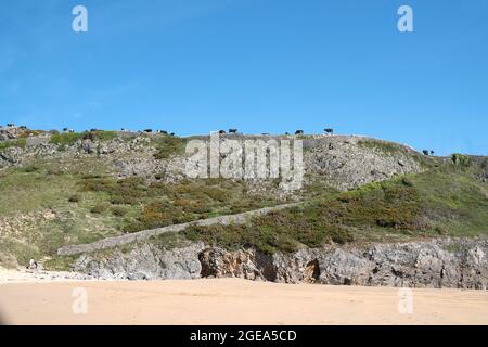 Barafundle Bay, Pembrokeshire, Pays de Galles Banque D'Images