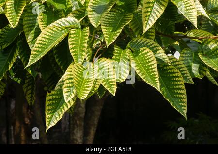 Les feuilles de santol (Sandoricum koetjape), fruit de coton, est un fruit tropical originaire de l'Asie maritime du Sud-est. Banque D'Images