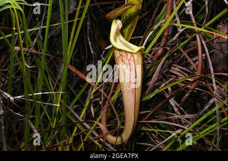 Pichet de Nepenthes rafflesiana, usine de pichet carnivore, Sarawak, Bornéo Banque D'Images