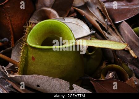 Plante de pichet carnivore (Nepenthes ampullaria), pichet vert, Sarawak, Bornéo Banque D'Images