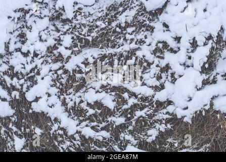 Les rouleaux de foin en balles sont en train de pourrir sur le terrain recouvert de neige en hiver Banque D'Images