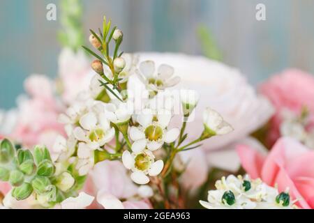 Fleurs de Chamelaucium (cires) dans un bouquet de mariage fait de roses, de matthiolas et de fleurs de ranunculus. Motif carte postale. Banque D'Images