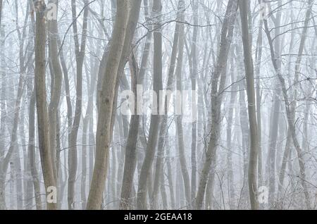 groupe froid d'arbres dans la brume hivernale Banque D'Images