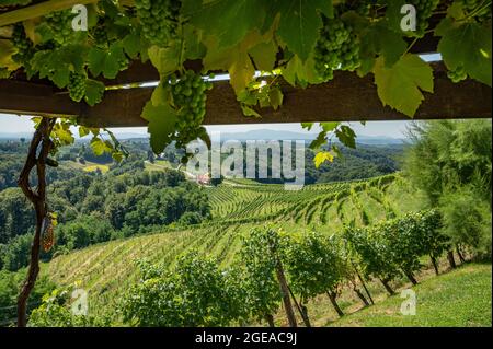 Coucher de soleil sur les vignobles en Slovénie Jeruzalem Banque D'Images