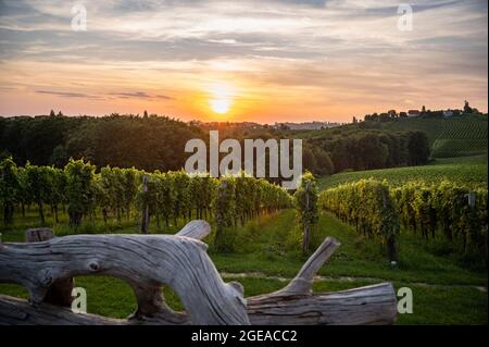 Coucher de soleil sur les vignobles en Slovénie Jeruzalem Banque D'Images