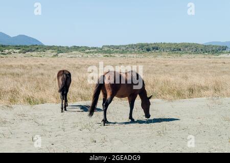 Chevaux sur une plage dans le parc national de Chiloe, Chili Banque D'Images