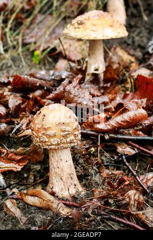 Amanita regalis champignon (mouche royale agarique) dans la forêt. Banque D'Images
