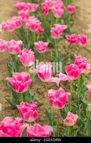 Tulipes à franges uniques Crunchy Cummins Banque D'Images