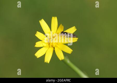 Platycheirus albimanus, planophiles (Syrphidae) sur la fleur de la caténèse, Platweed (Hypochaeris radicata). Pays-Bas, été, Banque D'Images