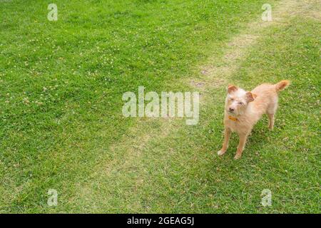 chien jaune sur l'herbe regardant quelqu'un Banque D'Images