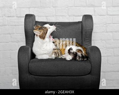 Drôle tabby chat est endormi dans un fauteuil gris et des yawns. Banque D'Images