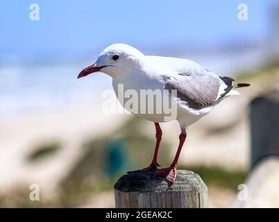 Mouette reposant sur une clôture, en train d'aller déguster son prochain repas à la plage de Melkbosstrand Cape Town. Banque D'Images