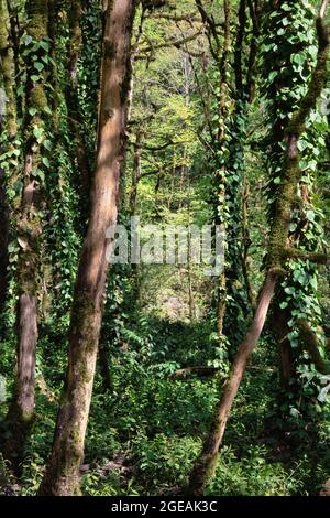 Troncs d'arbres à moitié barbelés, surcultivés avec de la mousse verte dense. Forêts luxuriantes dans le parc national de la réserve The Yew and Boxwood Grove en Russie, Sotchi, K Banque D'Images