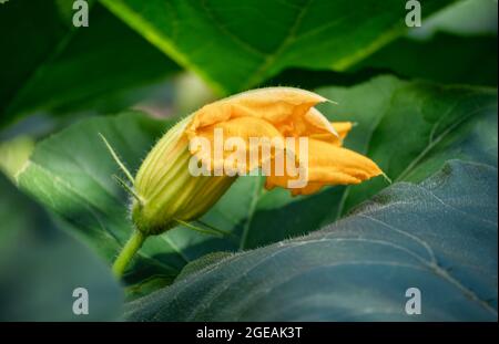 Fleur de citrouille jaune semi-ouverte parmi de larges feuilles vertes. Photo en gros plan du légume dans les conditions naturelles du jardin. Jardinage, agriculture Banque D'Images