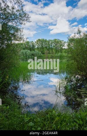 Paysage rural commun avec un étang surcultivé avec des plantes d'eau. Ciel bleu vif avec des nuages blancs et des reflets sur la surface de l'eau, des arbres et des luxuriants Banque D'Images