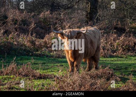 Un Highland Cow dans la campagne du Kent, Royaume-Uni Banque D'Images