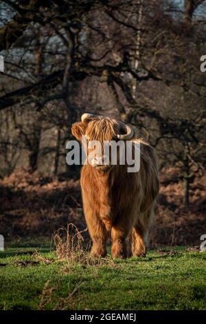 Un Highland Cow dans la campagne du Kent, Royaume-Uni Banque D'Images