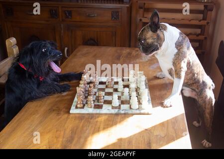 deux chiens français bulldog et schnauzer jouent aux échecs comme les gens Banque D'Images