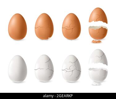Illustration réaliste de vecteur isolé blanc et brun fissuré et ensemble d'œufs ouvert Illustration de Vecteur