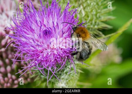 Abeille commune (Bombus pascuorum / APIS pascuorum) bourdon se nourrissant du chardon de lance / chardon commun (Cirsium vulgare) en fleur Banque D'Images